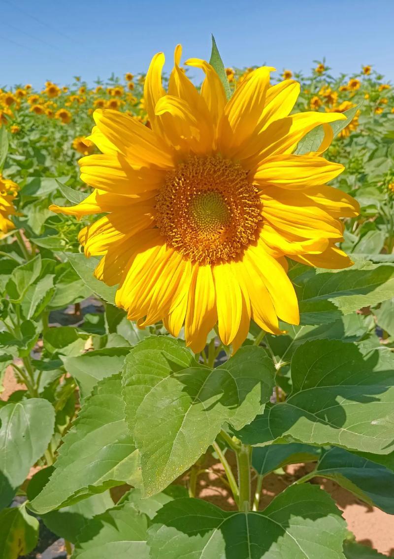 哪种花寓意祝你好运？它的花语是什么？