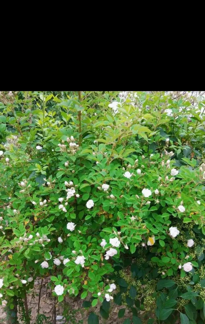 在马来西亚送白色花代表什么？它的寓意是什么？