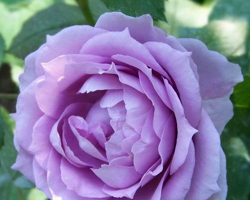 紫色花代表恐怖吗？紫色花的花语是什么？