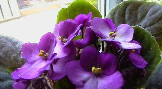 紫色花代表恐怖吗？紫色花的花语是什么？