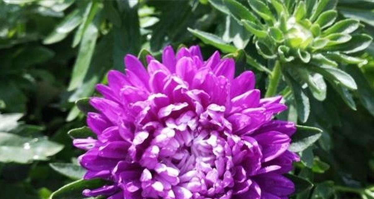紫色花代表恐怖吗？紫色花的花语是什么？