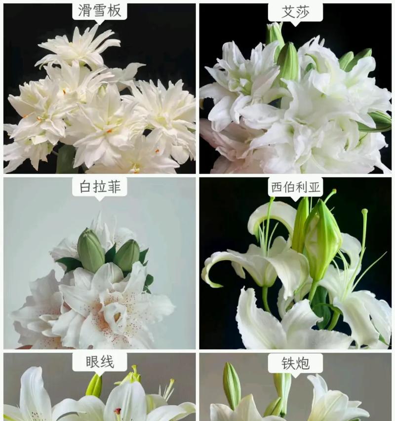 百合花颜色不同代表什么？花语和寓意有何区别？