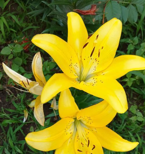 百合花颜色不同代表什么？花语和寓意有何区别？
