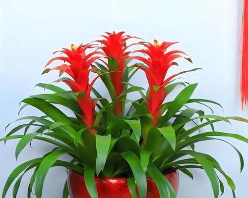 什么象征好运的花？好运花有哪些种类？
