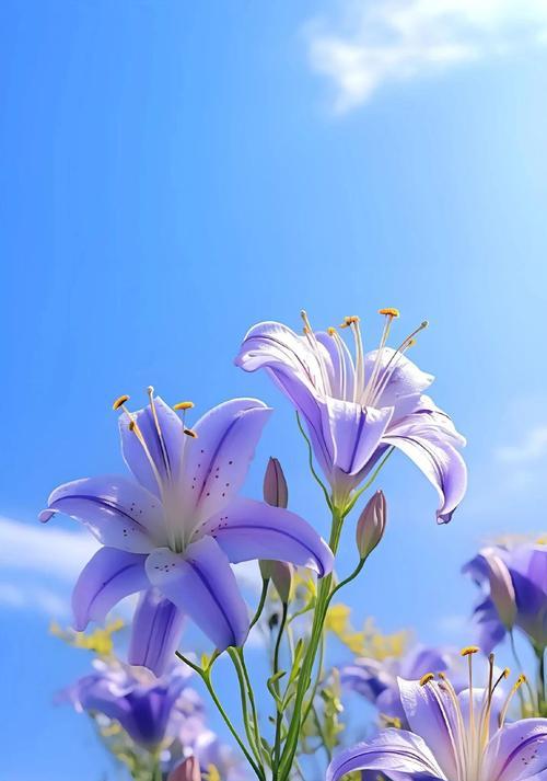 蓝色百合花的含义是什么？蓝色百合代表什么？