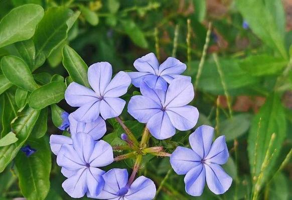 天空蓝色的花象征什么？蓝色花的寓意有哪些？