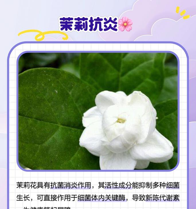 茉莉花的历史文化背景及其意义是什么？