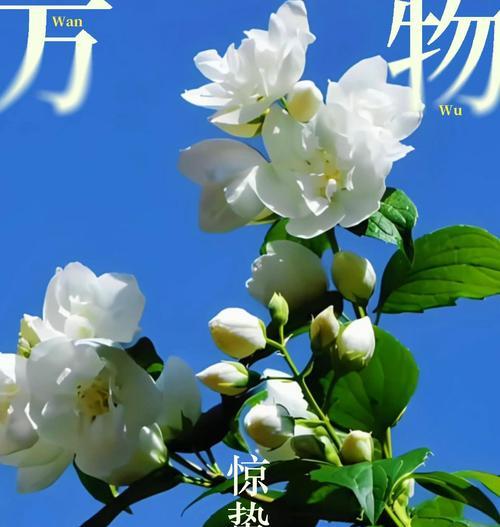 茉莉花的历史文化背景及其意义是什么？