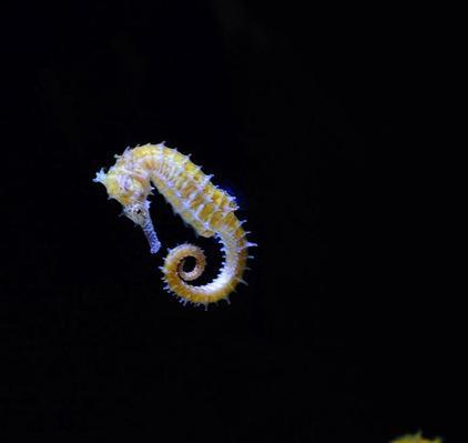 黑色海马象征什么花？黑色海马的寓意是什么？