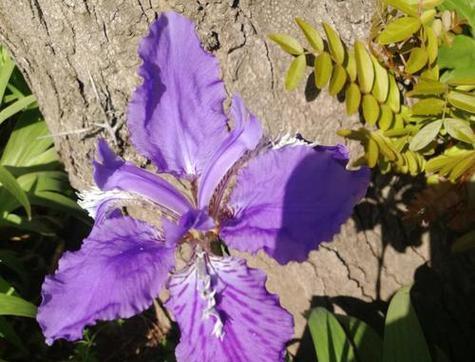 紫色花有哪些寓意？紫色花的象征意义是什么？