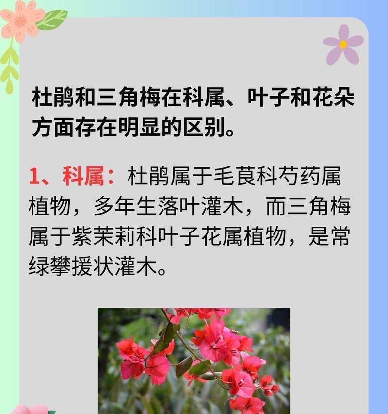 杜鹃花的爱情含义是什么？杜鹃花象征着什么？