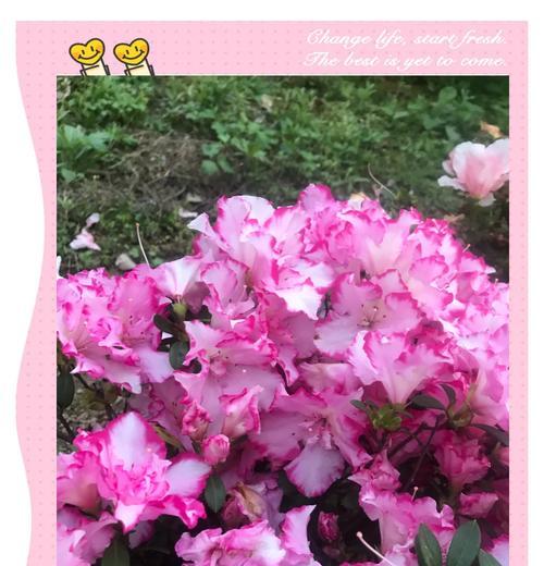杜鹃花的爱情含义是什么？杜鹃花象征着什么？