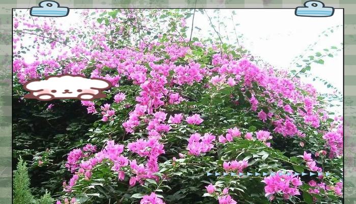 幸福叶子花的寓意是什么？幸福叶子花象征着什么？