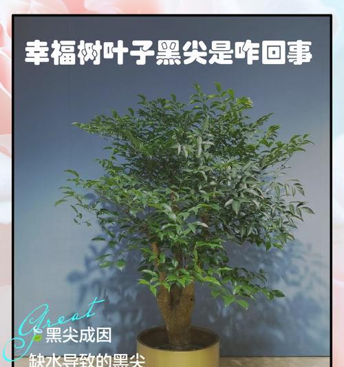 幸福叶子花的寓意是什么？幸福叶子花象征着什么？