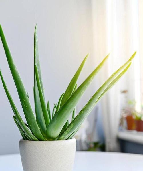 幸福叶子花的寓意是什么？幸福叶子花象征着什么？