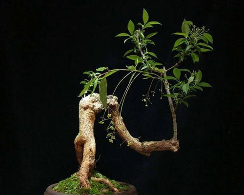 一节木头一朵花的寓意是什么？自然与艺术的完美结合？