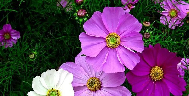 成功意义的花指的是哪种花？它象征着什么意义？