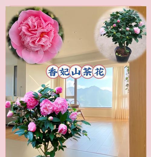 成功意义的花指的是哪种花？它象征着什么意义？