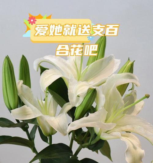 成功意义的花指的是哪种花？它象征着什么意义？
