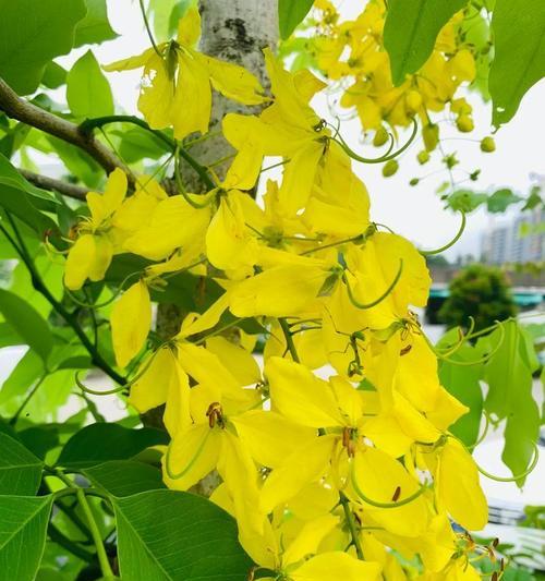 泰国象征颜色的花是什么？如何在花语中表达？