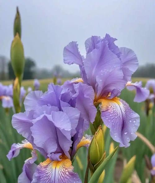 泰国象征颜色的花是什么？如何在花语中表达？