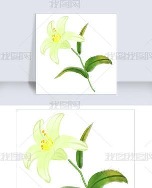 黄色玫瑰花加百合代表什么？