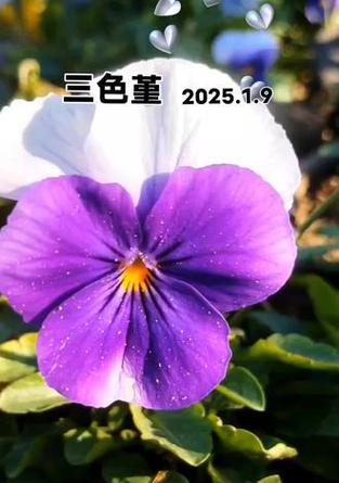 三色堇花的寓意是什么？它们在花语中代表什么？