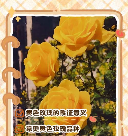 橙色小玫瑰的花语是什么？