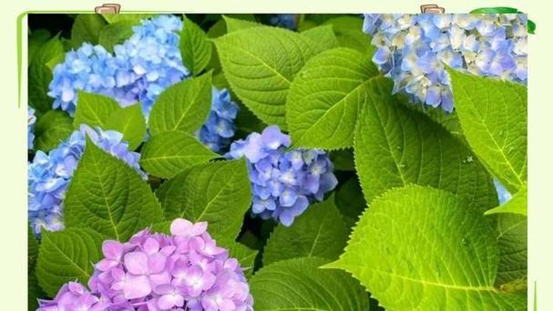 绣球花的文化内涵是什么？绣球花象征意义有哪些？