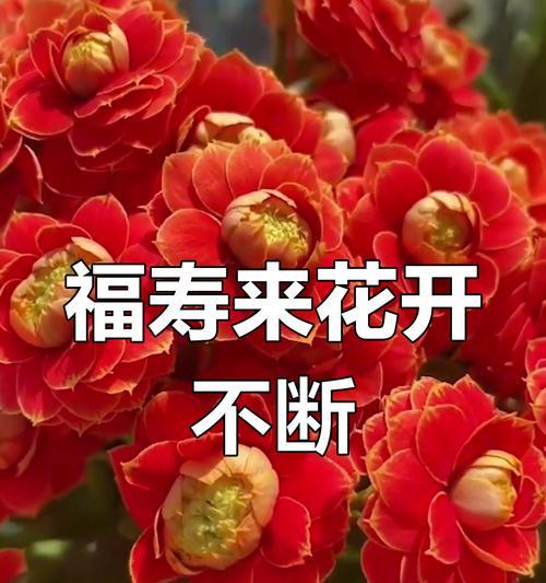 花与长寿的寓意是什么？如何选择祝福花？