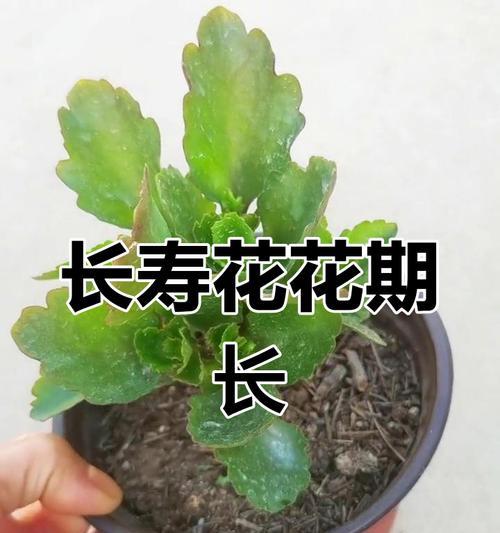 花与长寿的寓意是什么？如何选择祝福花？