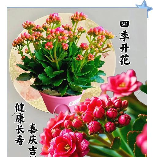 花与长寿的寓意是什么？如何选择祝福花？