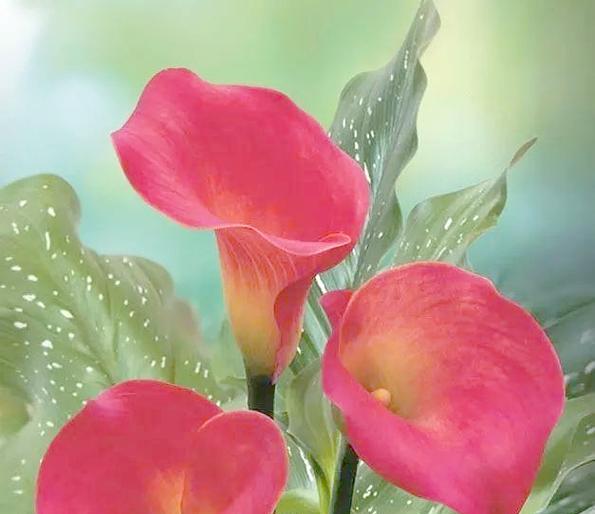 粉色马蹄花的寓意和花语是什么？粉色马蹄花代表什么？