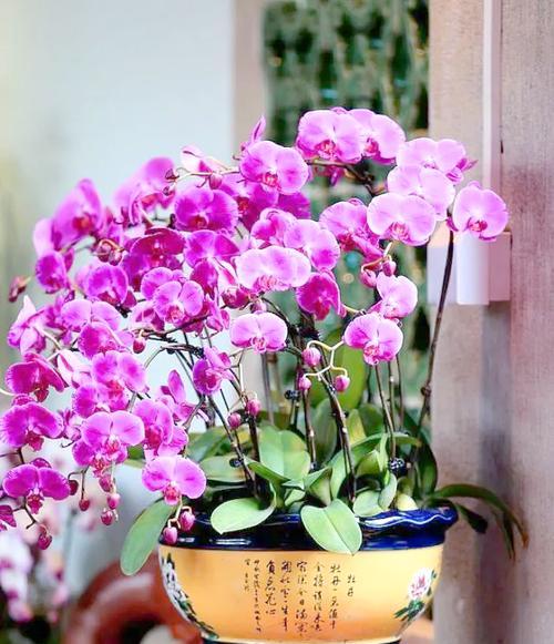 室内花有哪些象征富贵吉祥？它们代表了什么？