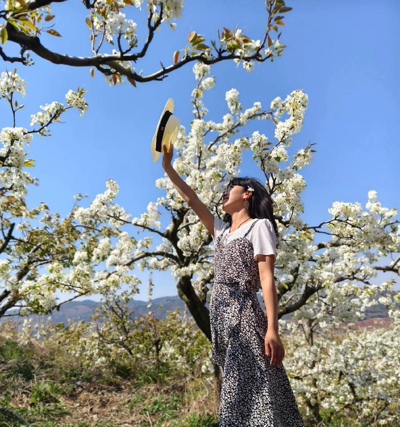 梨花节应景花语是什么？梨花的文化内涵有哪些？