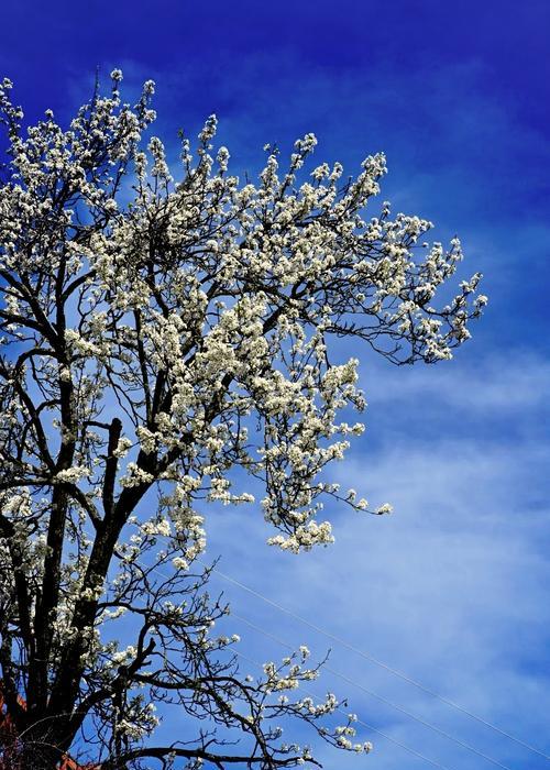 梨花节应景花语是什么？梨花的文化内涵有哪些？