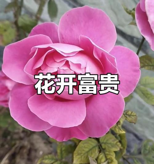 哪些花象征富贵好运？富贵好运花的种类有哪些？
