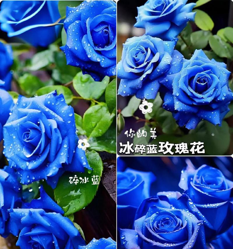 哪种花最能代表爱情？爱情含义最强的花卉是什么？