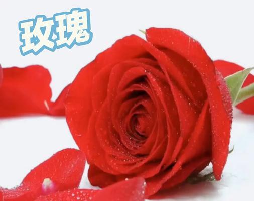 玫瑰花有哪些传说？玫瑰花的象征意义是什么？