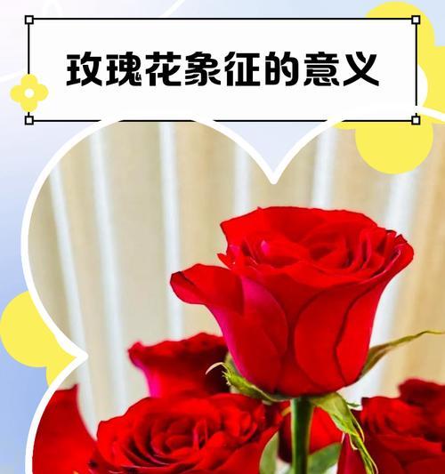 玫瑰花有哪些传说？玫瑰花的象征意义是什么？