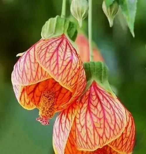 金色藤蔓花代表什么？金色藤蔓花的寓意有哪些？