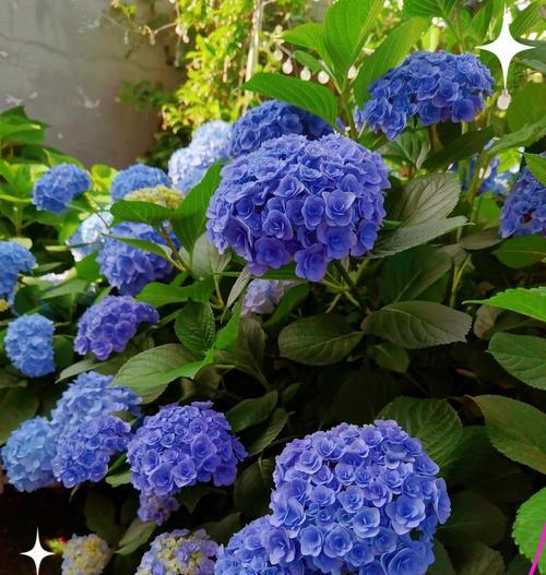 蓝色花的意义和象征是什么？蓝色花的寓意是什么？
