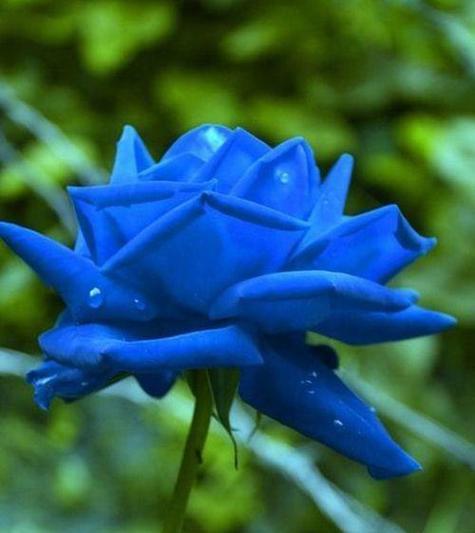 蓝色花的意义和象征是什么？蓝色花的寓意是什么？