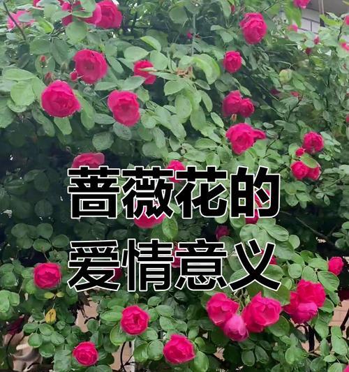 多少朵花寓意爱情？