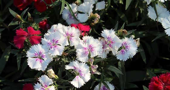 红白相间的花代表什么？红白色花的花语是什么？