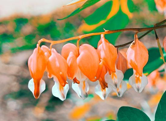 红白相间的花代表什么？红白色花的花语是什么？