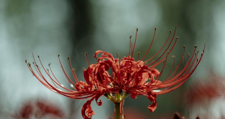 东方礼仪中常用来象征的花有哪些？它们的寓意是什么？