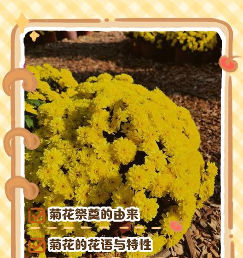 祭拜老人时应该选择哪种花语？