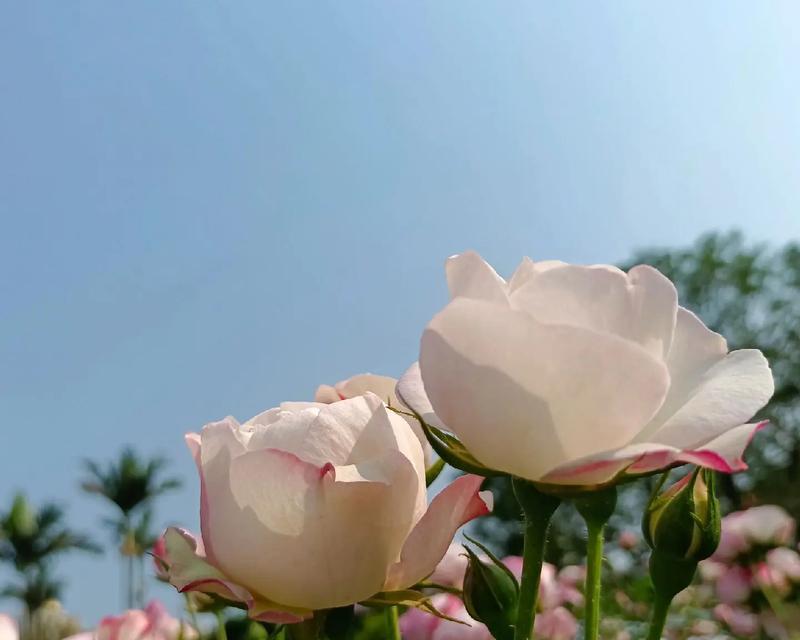 三八节送月季花的寓意和象征是什么？月季花在三八节的意义？