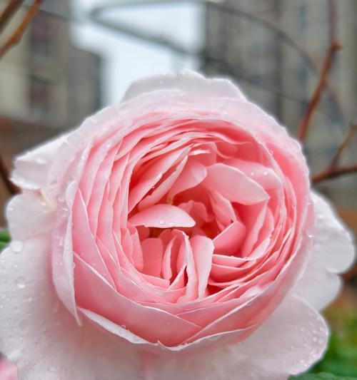 三八节送月季花的寓意和象征是什么？月季花在三八节的意义？